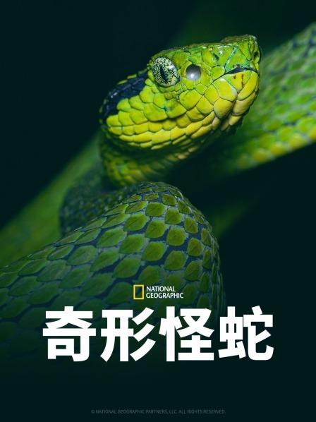 蘑菇视频《奇形怪蛇》免费在线观看